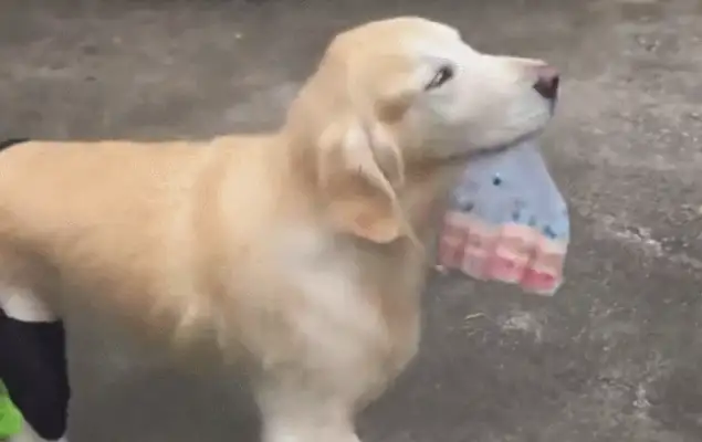 The dog helped the master with the cow's milk, and he was happy to shake his tail