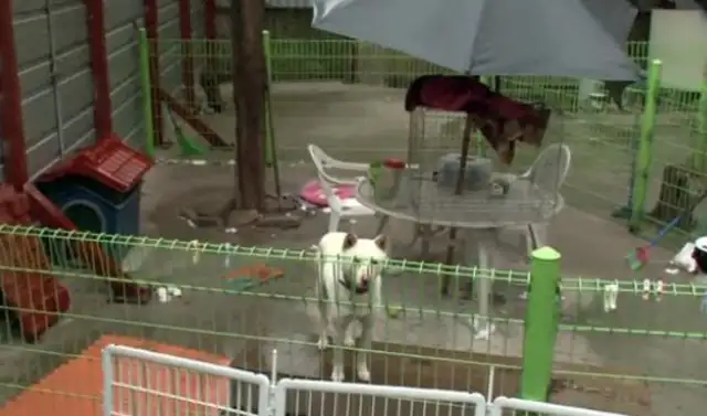The dog who's been on the road for a year, who's adopted and won't leave, finally awaits his master