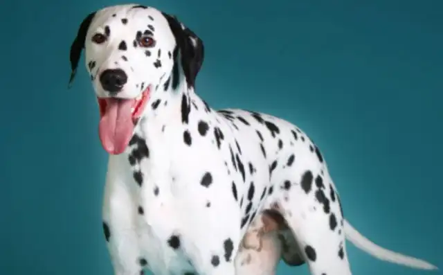 The dot dog gave birth to 18 babies for more than 10 hours