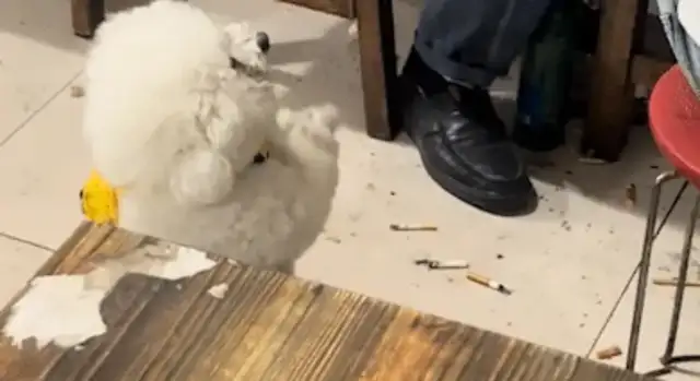 Dogs and guests want meat, and they're gibberish. Netizens: Creatured velvet