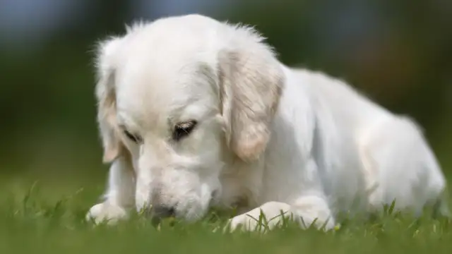 I picked up a stray dog by the road. I didn't think I'd give up