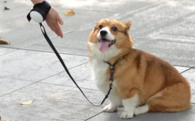 If you walk a dog without a tie, you'll be fined or confiscated
