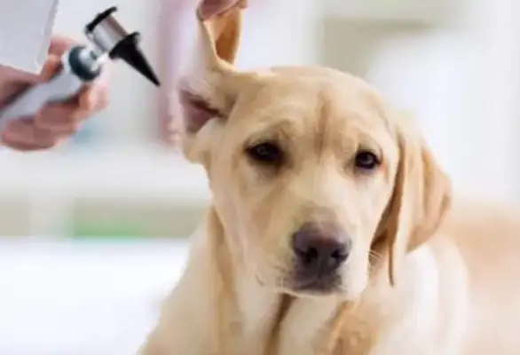 Dog inflammation usually takes good medicine a few times a day
