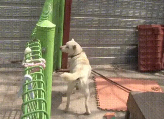 The dog who's been on the road for a year, who's adopted and won't leave, finally awaits his master