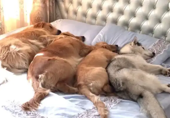 The Four Dogs are lying in bed, looking back at the man sleeping on the couch