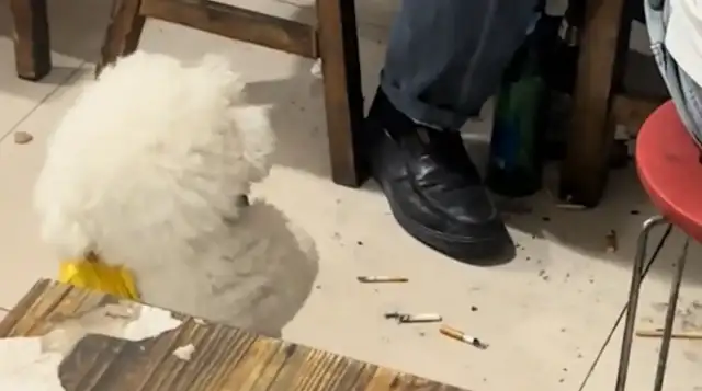 Dogs and guests want meat, and they're gibberish. Netizens: Creatured velvet