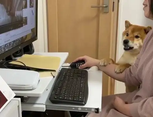 "How can you look at other dogs!"