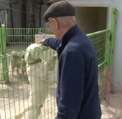 The dog who's been on the road for a year, who's adopted and won't leave, finally awaits his master