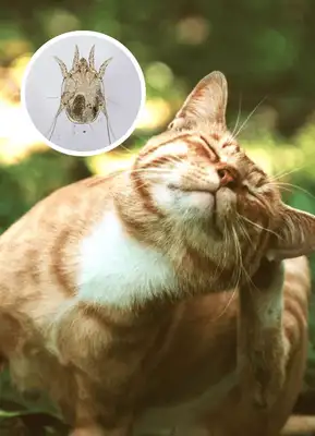 Cathead: Symptoms, causes and total treatment