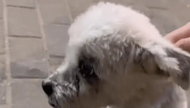 It's worth tens of thousands of dollars to find a sick stray