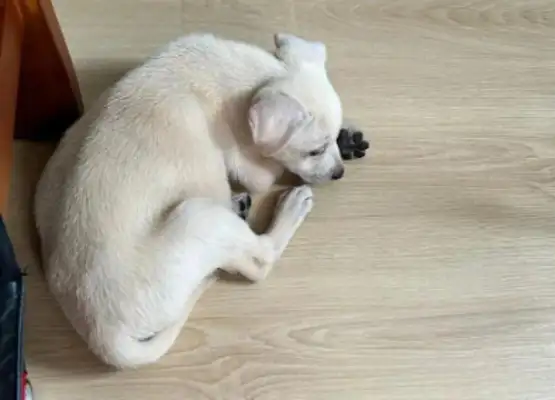 The dog just came to the new house and slept in the corner, but a month later, "The showdown is over!"
