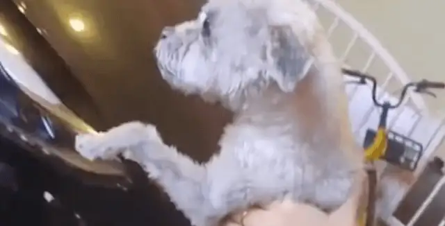 It's worth tens of thousands of dollars to find a sick stray