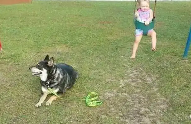 They found the dog and the daughter missing, and they slept together in love