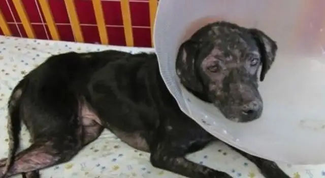 America's dogs get sick, their skin gets inflammated near humans