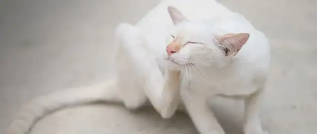 Cathead: Symptoms, causes and total treatment