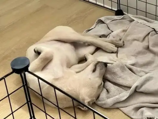 The dog just came to the new house and slept in the corner, but a month later, 