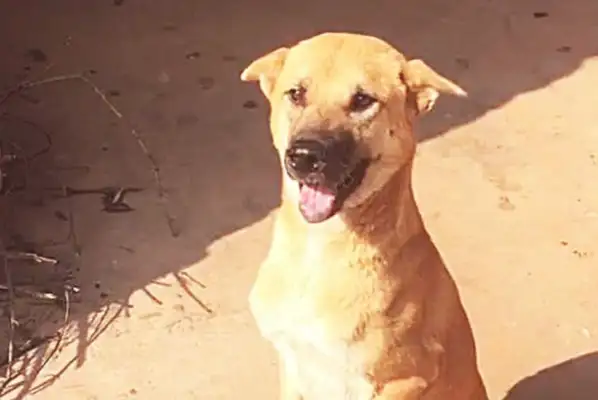 Three years apart, thinking the puppy forgets himself, but the next second act makes the man cry