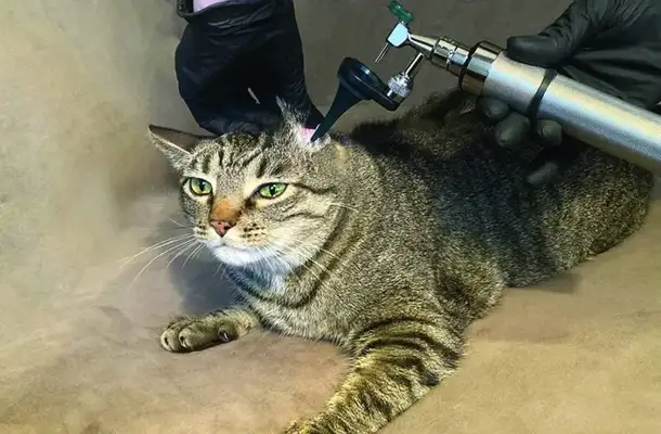Cathead: Symptoms, causes and total treatment