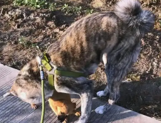 Chongqing Bulldog Incident: Walking the dog without rope, 3 months at large