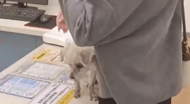 It's worth tens of thousands of dollars to find a sick stray