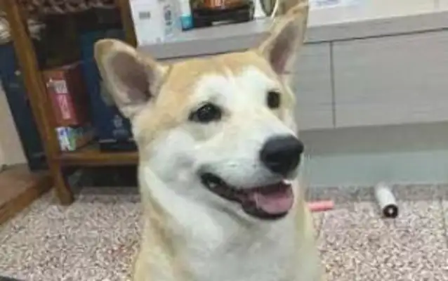 I was supposed to be a wood dog, but I was mistaken for Akita, just because Grandma was afraid he was hungry