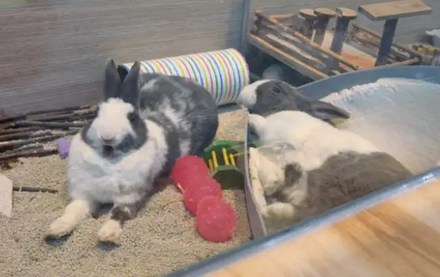 Pear Garden Dogs is a pet park