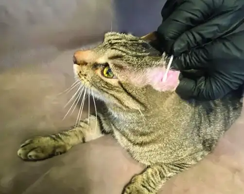 Cathead: Symptoms, causes and total treatment
