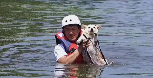 The rescue force in Henan's new village is only trying to save people, and it's causing the dog's rage