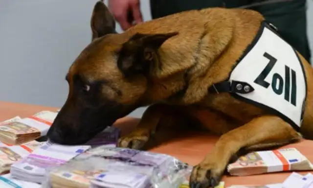 It's worth tens of thousands of dollars to find a sick stray