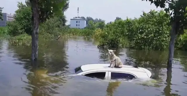 The rescue force in Henan's new village is only trying to save people, and it's causing the dog's rage