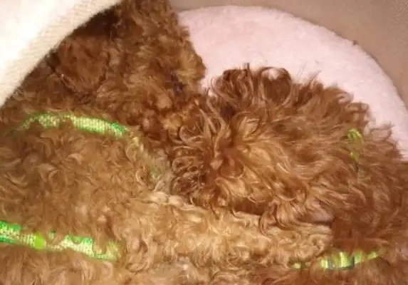 Teddy's throwing dog food again. Have you eaten enough