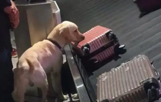 Sniffing money! Sniffing dogs smelling €250,000 in cash illegally carried by passengers