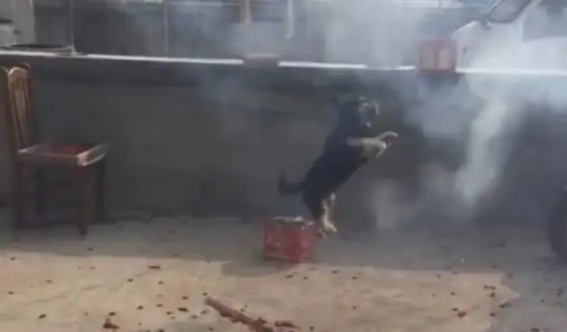 The dog saw the master get married, and he was so excited about the firecrackers. Sensor