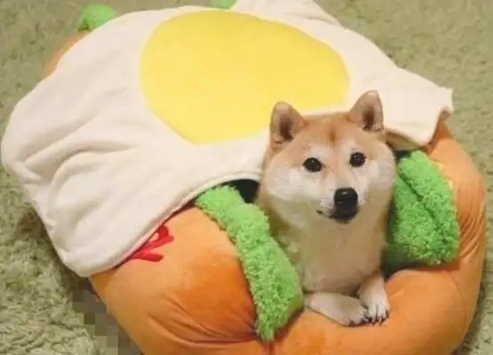 When you see the new dog's nest, you lie down