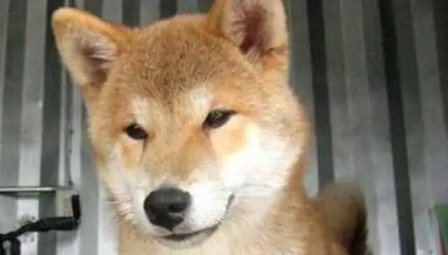 The dog was caught with a bad pair of legs