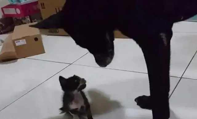 I can't believe it's bigger than a dog
