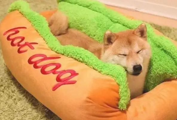 When you see the new dog's nest, you lie down