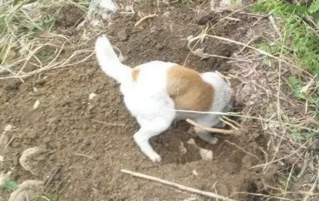 A country dog digs a hole in the mountain, digs a little fat guy, makes the dog owner happy. Mouth