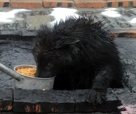 Dogs are suffocated, climbing the chimney