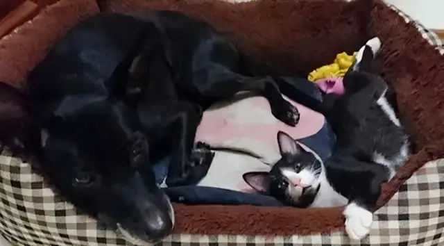 I can't believe it's bigger than a dog
