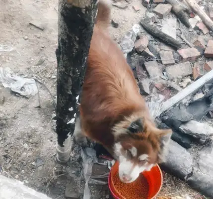 Dogs are suffocated, climbing the chimney