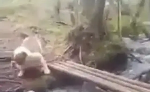 The dog's worried about the bamboo bridge. It's funny to close his eyes and come back
