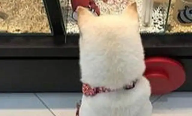 The girl picked up a call and turned her head and watched the dog sit there