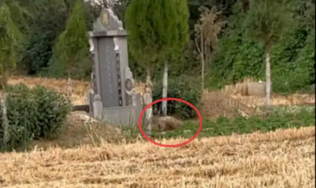 The dog kept the master's gravestone for months and ate the seedlings when he was hungry