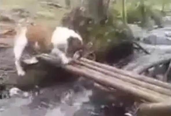 The dog's worried about the bamboo bridge. It's funny to close his eyes and come back