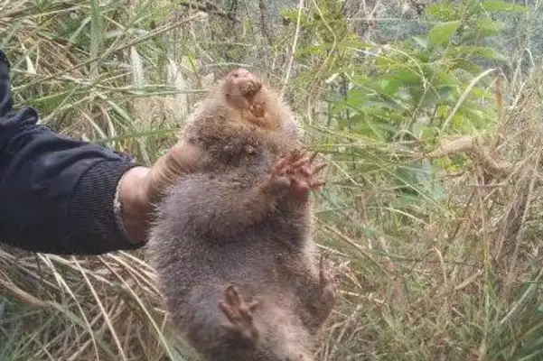A country dog digs a hole in the mountain, digs a little fat guy, makes the dog owner happy. Mouth