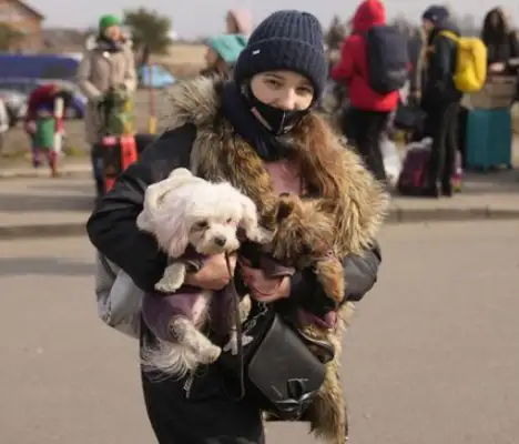 IT'S NOT AS GOOD AS DOGS! FOUR MILLION OF THE U.S. REFUGEES ARE IN EXILE, WHILE UKRAINIAN PETS ARE IN THE VIP ROOM AT THE POLISH CLINIC