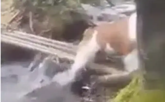 The dog's worried about the bamboo bridge. It's funny to close his eyes and come back