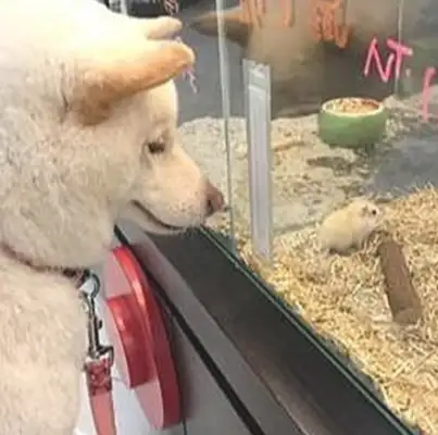 The girl picked up a call and turned her head and watched the dog sit there