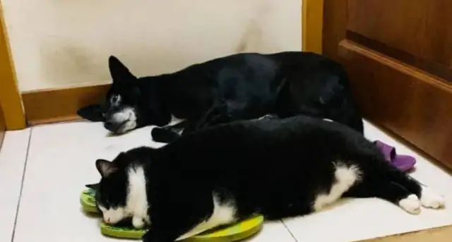 I can't believe it's bigger than a dog